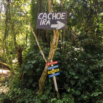 Cachoe